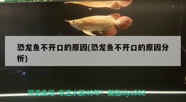 恐龙鱼不开口的原因(恐龙鱼不开口的原因分析) 稀有金龙鱼