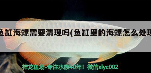 鱼缸海螺需要清理吗(鱼缸里的海螺怎么处理)