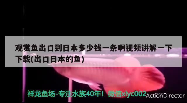 观赏鱼出口到日本多少钱一条啊视频讲解一下下载(出口日本的鱼) 观赏鱼进出口