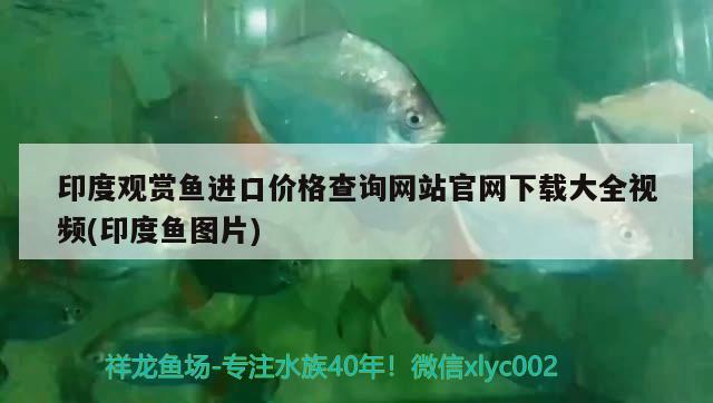 印度观赏鱼进口价格查询网站官网下载大全视频(印度鱼图片) 观赏鱼进出口