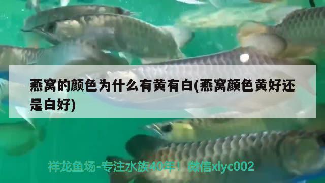 燕窝的颜色为什么有黄有白(燕窝颜色黄好还是白好) 马来西亚燕窝