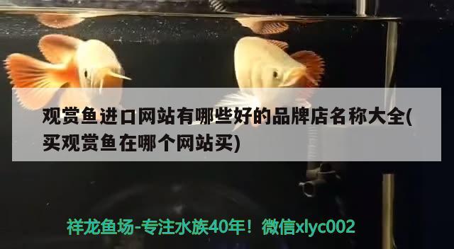 观赏鱼进口网站有哪些好的品牌店名称大全(买观赏鱼在哪个网站买)