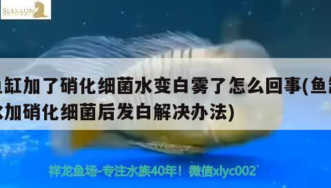 鱼缸加了硝化细菌水变白雾了怎么回事(鱼缸水加硝化细菌后发白解决办法) 硝化细菌