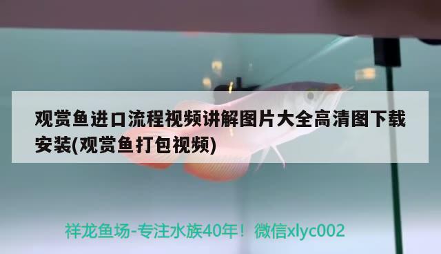 观赏鱼进口流程视频讲解图片大全高清图下载安装(观赏鱼打包视频)