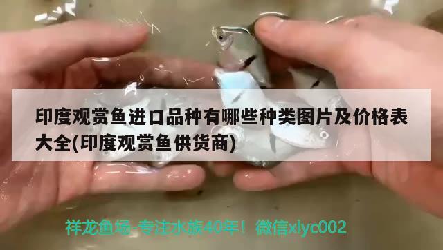 印度观赏鱼进口品种有哪些种类图片及价格表大全(印度观赏鱼供货商)