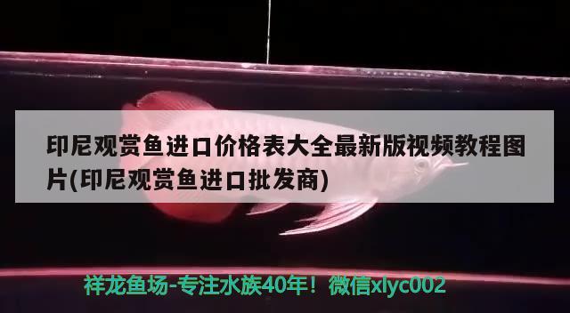 印尼观赏鱼进口价格表大全最新版视频教程图片(印尼观赏鱼进口批发商)