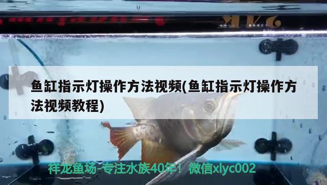 鱼缸指示灯操作方法视频(鱼缸指示灯操作方法视频教程) 鱼缸百科 第2张