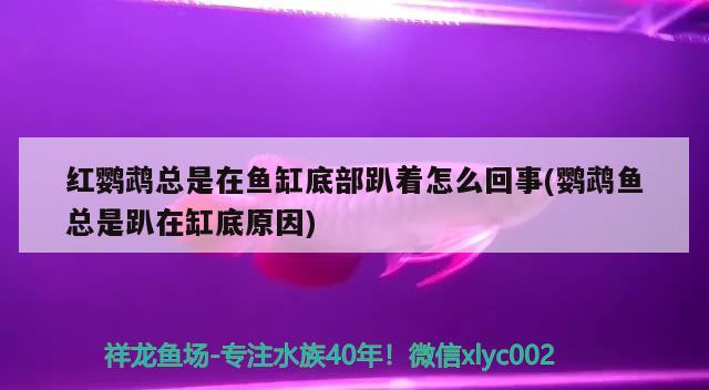 红鹦鹉总是在鱼缸底部趴着怎么回事(鹦鹉鱼总是趴在缸底原因)