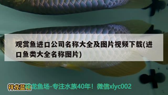 观赏鱼进口公司名称大全及图片视频下载(进口鱼类大全名称图片)