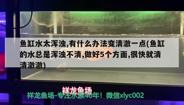 鱼缸水太浑浊,有什么办法变清澈一点(鱼缸的水总是浑浊不清,做好5个方面,很快就清清澈澈)