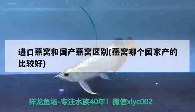 进口燕窝和国产燕窝区别(燕窝哪个国家产的比较好) 马来西亚燕窝