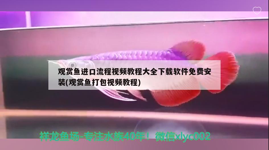 观赏鱼进口流程视频教程大全下载软件免费安装(观赏鱼打包视频教程) 观赏鱼进出口