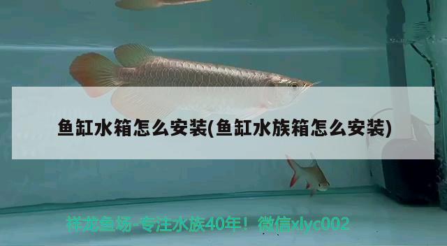 鱼缸水箱怎么安装(鱼缸水族箱怎么安装) 鱼缸/水族箱