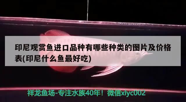 印尼观赏鱼进口品种有哪些种类的图片及价格表(印尼什么鱼最好吃) 观赏鱼进出口