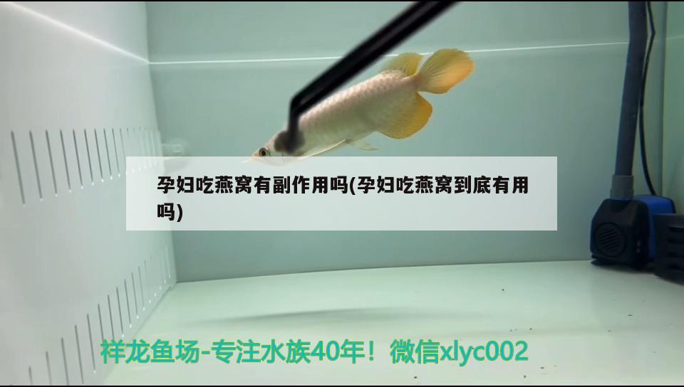 孕妇吃燕窝有副作用吗(孕妇吃燕窝到底有用吗)