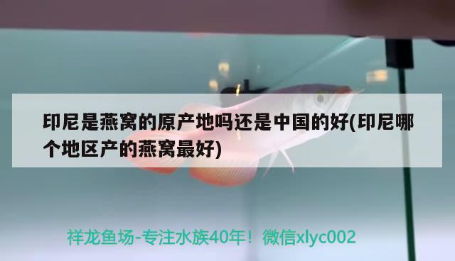 印尼是燕窝的原产地吗还是中国的好(印尼哪个地区产的燕窝最好)