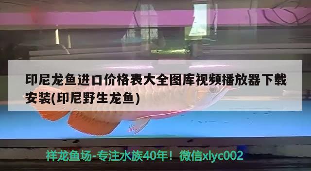 印尼龙鱼进口价格表大全图库视频播放器下载安装(印尼野生龙鱼) 观赏鱼进出口