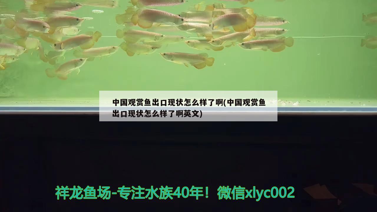 中国观赏鱼出口现状怎么样了啊(中国观赏鱼出口现状怎么样了啊英文) 观赏鱼进出口