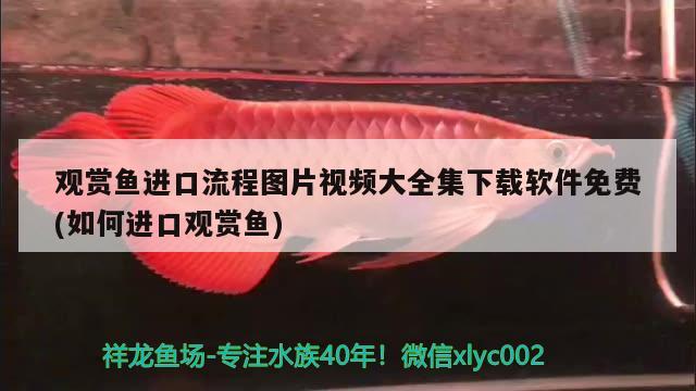 观赏鱼进口流程图片视频大全集下载软件免费(如何进口观赏鱼) 观赏鱼进出口 第3张