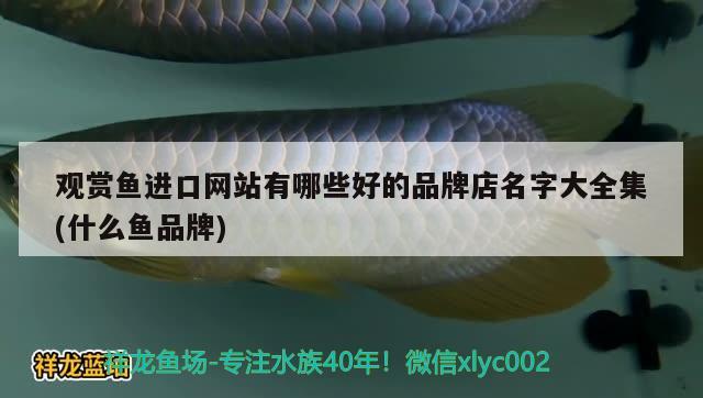 观赏鱼进口网站有哪些好的品牌店名字大全集(什么鱼品牌) 观赏鱼进出口