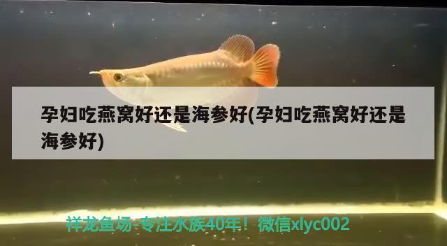 孕妇吃燕窝好还是海参好(孕妇吃燕窝好还是海参好) 马来西亚燕窝