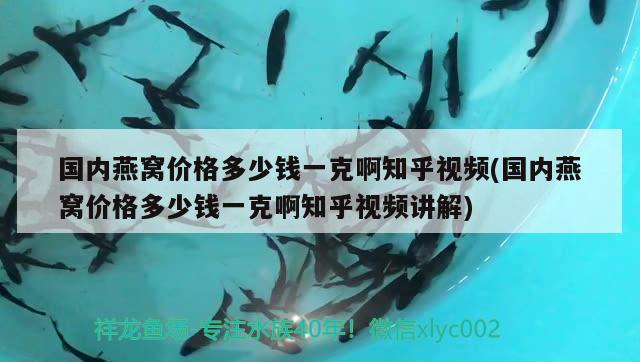 国内燕窝价格多少钱一克啊知乎视频(国内燕窝价格多少钱一克啊知乎视频讲解) 马来西亚燕窝