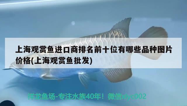 上海观赏鱼进口商排名前十位有哪些品种图片价格(上海观赏鱼批发)