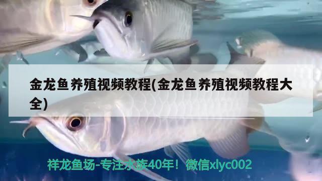 金龙鱼养殖视频教程(金龙鱼养殖视频教程大全) 观赏鱼市场