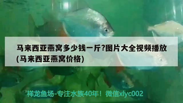 马来西亚燕窝多少钱一斤?图片大全视频播放(马来西亚燕窝价格) 马来西亚燕窝