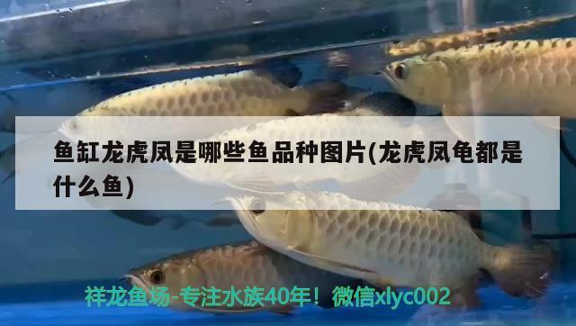 鱼缸龙虎凤是哪些鱼品种图片(龙虎凤龟都是什么鱼) 乌龟