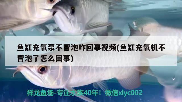 鱼缸充氧泵不冒泡咋回事视频(鱼缸充氧机不冒泡了怎么回事) 眼斑鱼