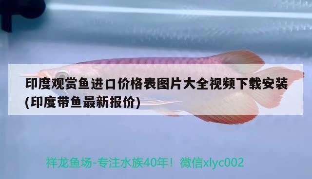 印度观赏鱼进口价格表图片大全视频下载安装(印度带鱼最新报价)