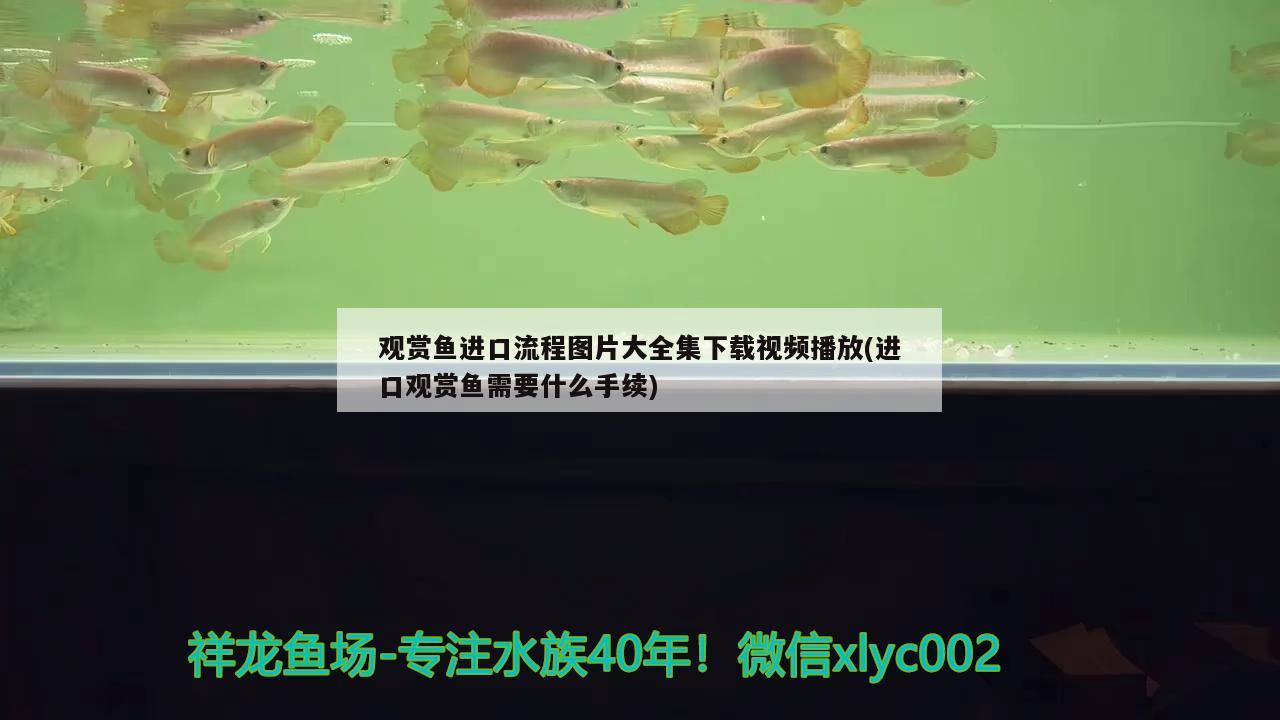 观赏鱼进口流程图片大全集下载视频播放(进口观赏鱼需要什么手续)