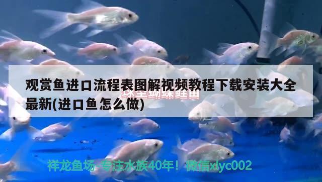 观赏鱼进口流程表图解视频教程下载安装大全最新(进口鱼怎么做)