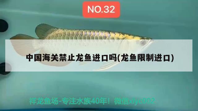 中国海关禁止龙鱼进口吗(龙鱼限制进口)
