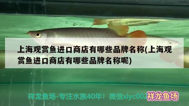 上海观赏鱼进口商店有哪些品牌名称(上海观赏鱼进口商店有哪些品牌名称呢)