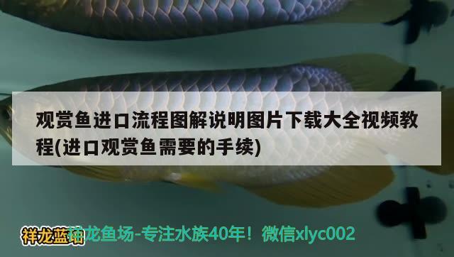 观赏鱼进口流程图解说明图片下载大全视频教程(进口观赏鱼需要的手续) 观赏鱼进出口