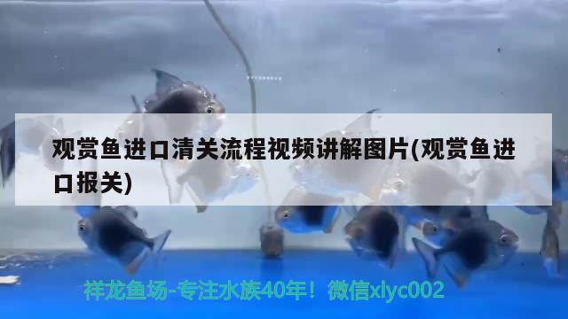 观赏鱼进口清关流程视频讲解图片(观赏鱼进口报关) 观赏鱼进出口