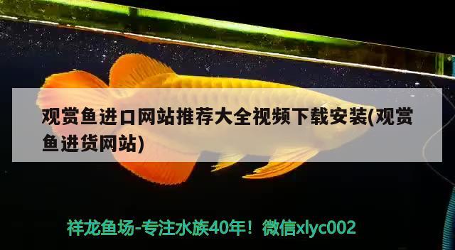 观赏鱼进口网站推荐大全视频下载安装(观赏鱼进货网站) 观赏鱼进出口