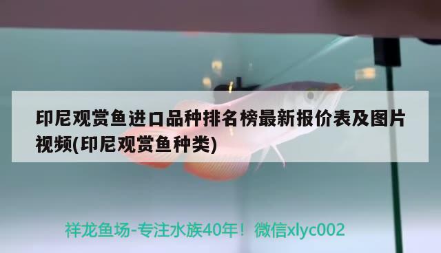 印尼观赏鱼进口品种排名榜最新报价表及图片视频(印尼观赏鱼种类) 观赏鱼进出口