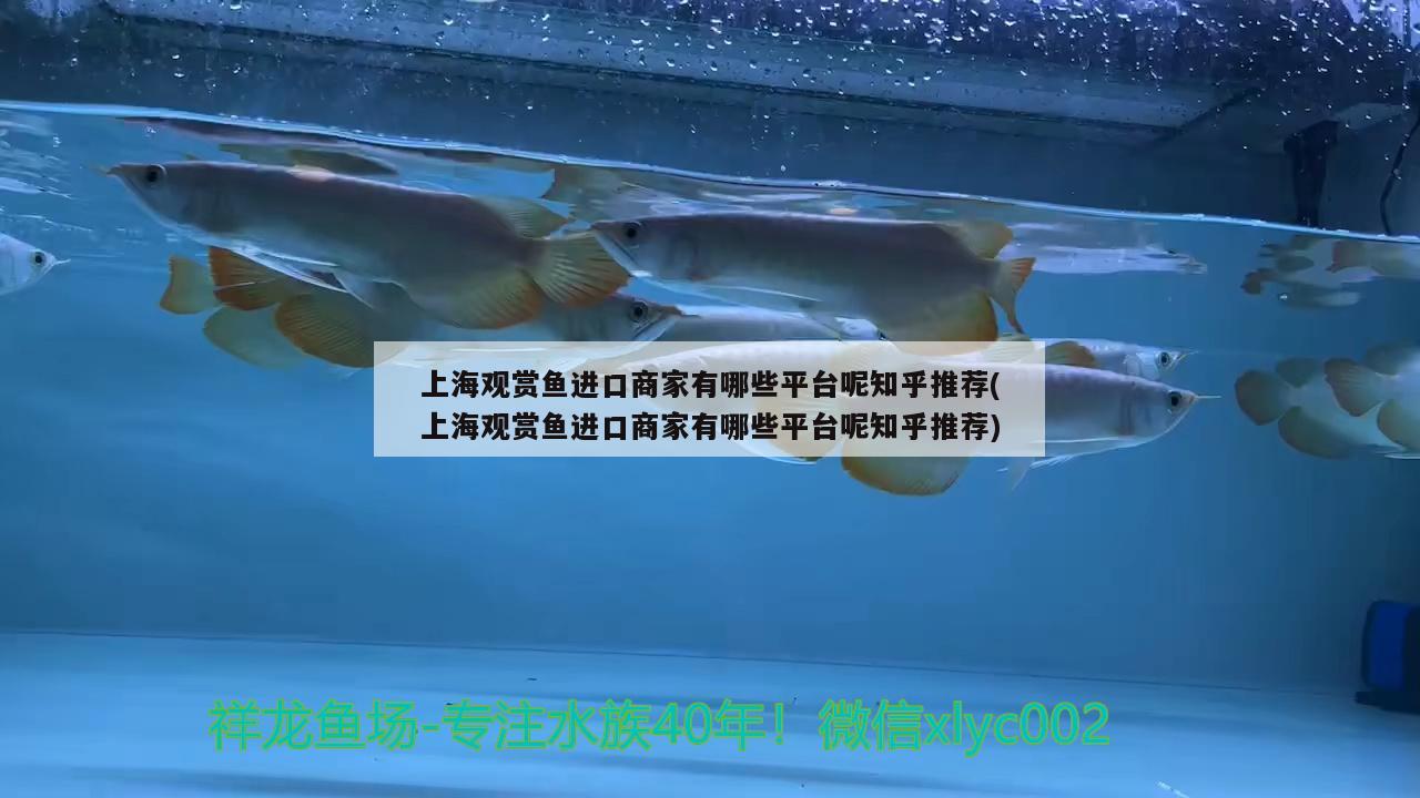 上海观赏鱼进口商家有哪些平台呢知乎推荐(上海观赏鱼进口商家有哪些平台呢知乎推荐)