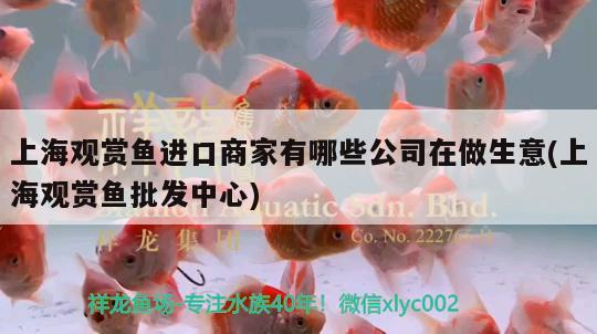 上海观赏鱼进口商家有哪些公司在做生意(上海观赏鱼批发中心) 观赏鱼进出口