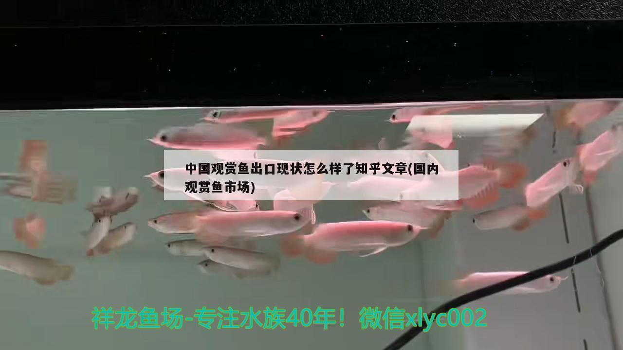 中国观赏鱼出口现状怎么样了知乎文章(国内观赏鱼市场)