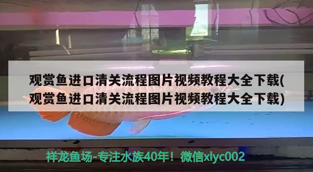 观赏鱼进口清关流程图片视频教程大全下载(观赏鱼进口清关流程图片视频教程大全下载) 观赏鱼进出口