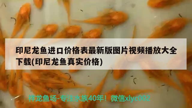 印尼龙鱼进口价格表最新版图片视频播放大全下载(印尼龙鱼真实价格) 观赏鱼进出口