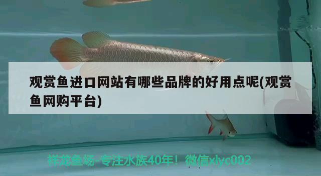 观赏鱼进口网站有哪些品牌的好用点呢(观赏鱼网购平台) 观赏鱼进出口