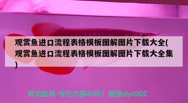 观赏鱼进口流程表格模板图解图片下载大全(观赏鱼进口流程表格模板图解图片下载大全集)