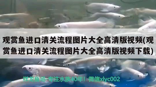 观赏鱼进口清关流程图片大全高清版视频(观赏鱼进口清关流程图片大全高清版视频下载)