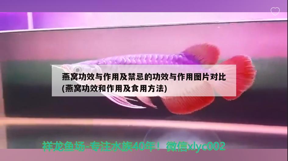 燕窝功效与作用及禁忌的功效与作用图片对比(燕窝功效和作用及食用方法) 马来西亚燕窝