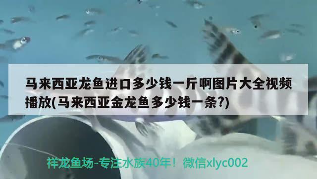 马来西亚龙鱼进口多少钱一斤啊图片大全视频播放(马来西亚金龙鱼多少钱一条?)